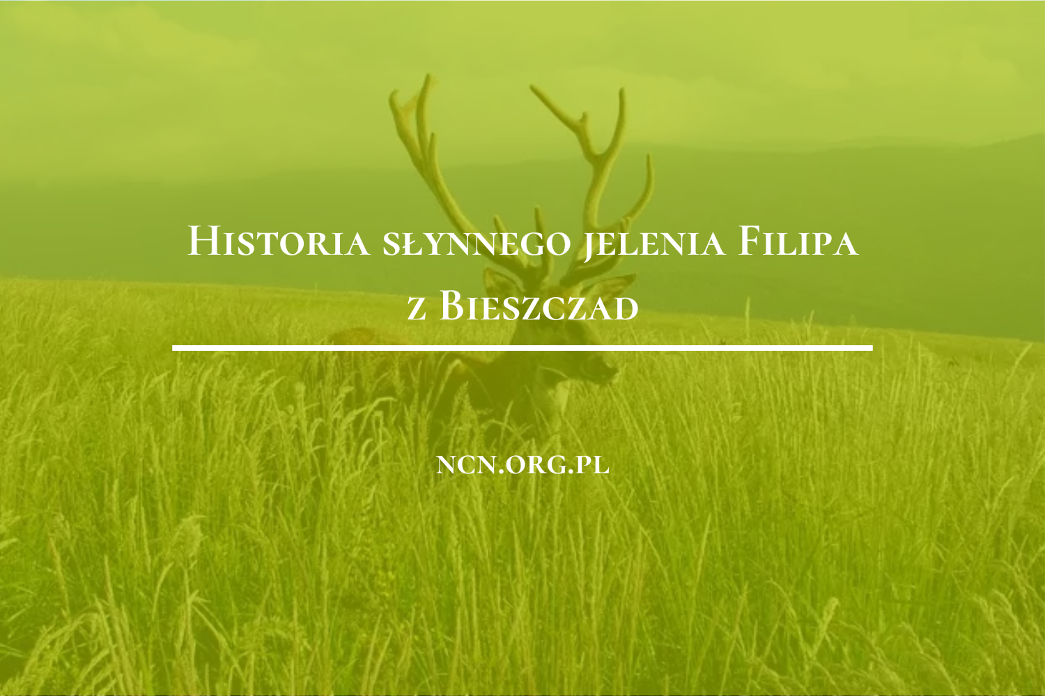 Historia słynnego jelenia Filipa z Bieszczad